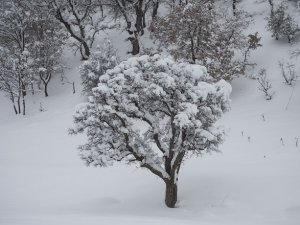 Munzur Vadisi Milli Parkı kar yağışıyla beyaza büründü