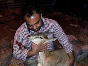 Köpeklerin saldırısına uğrayan yavru dağ keçisini vatandaşlar kurtardı