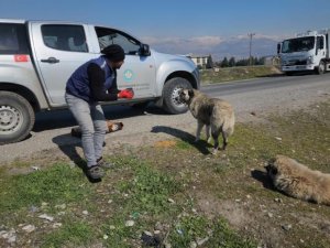 Deprem bölgesinde sokak hayvanları da unutulmadı