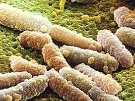 Fransa'da bir E.coli vakası daha