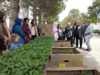 Erzincan’da kadın çiftçilere fide desteği