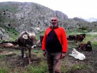 Munzur Dağlarında iç ısıtan görüntü; Dağ keçileriyle inek sürüsü bir arada