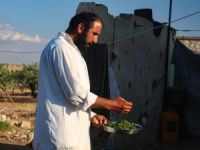 İdlib'de gebre otunun hasadına başlandı