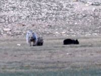 Anne ve yavru ayıların neşeli anları kamerada