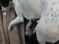 Sokak köpeğinden, öksüz kalan yavru kediye anne şefkati