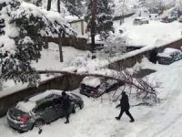 Karın ağırlığına dayanamayan ağaç, otomobilin üstüne devrildi