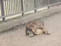 Yaban keçisi avlayan vaşak görüntülendi