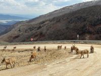 Tuz için kara yoluna inen yaban keçileri görüntülendi