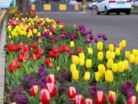 Diyarbakır’da kent merkezi mevsimlik çiçeklerle süsleniyor