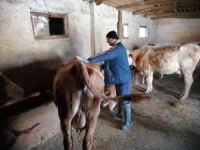 Erzincan’da şap hastalığıyla mücadele sürüyor