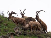 Boz ayı ailesi ve yaban keçileri görüntülendi