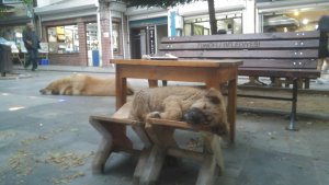 Olu Taklidi Yapan Kopek