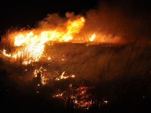 'Kuş Cenneti'ndeki yangınlar çevrecileri endişelendiriyor