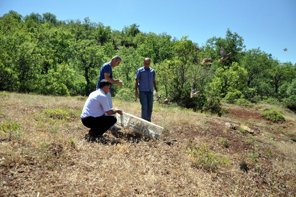 Tunceli'de Doğaya 400 Keklik Bırakıldı galerisi resim 4