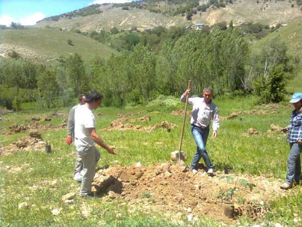 Hozat’ta 14 çiftçiye ceviz galerisi resim 4