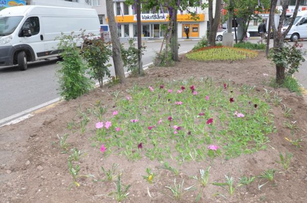 Yeşil Alanlar Mevsimlik Çiçeklerle Süslendi galerisi resim 1