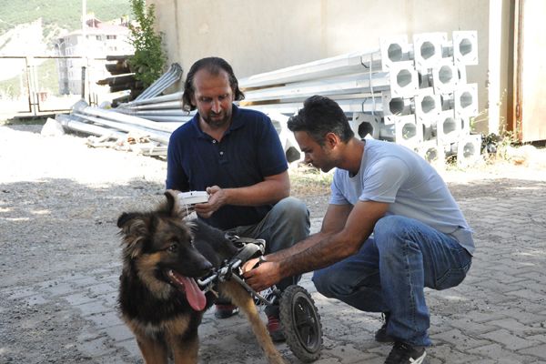 Köpeğe hayvanseverler sahip çıktı galerisi resim 1