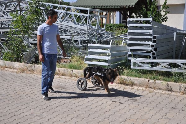 Köpeğe hayvanseverler sahip çıktı galerisi resim 3