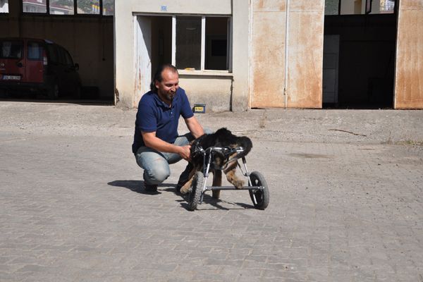 Köpeğe hayvanseverler sahip çıktı galerisi resim 4