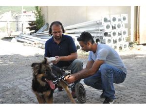 Köpeğe hayvanseverler sahip çıktı