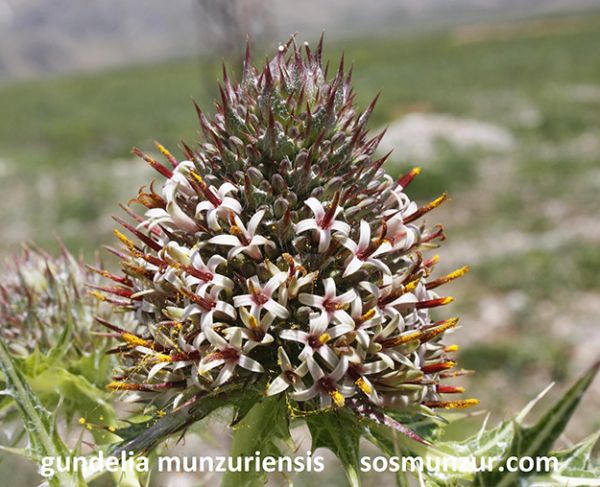 DERSİM KENGERİ VE MUNZUR KENGERİ galerisi resim 2