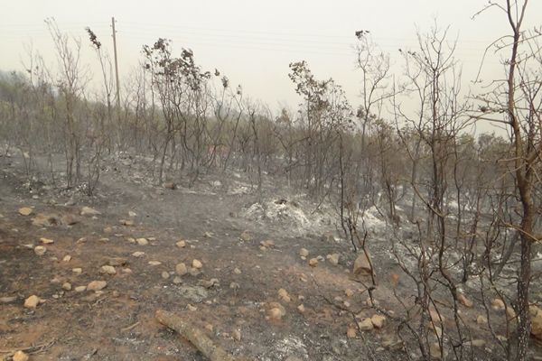 Tunceli'de korkutan yangın galerisi resim 3