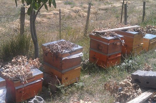 Organik Arıcılık Projeleri Sürüyor galerisi resim 3