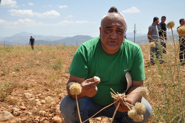 Tunceli'de Dağ Sarımsağının Hasadı Yapıldı galerisi resim 1