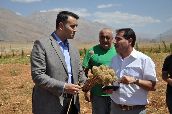 Tunceli'de Dağ Sarımsağının Hasadı Yapıldı galerisi resim 2