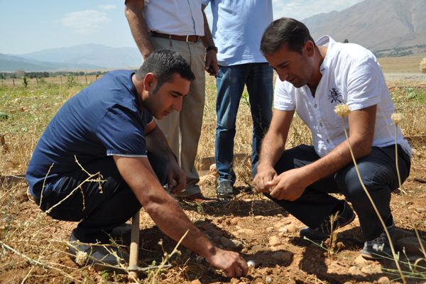 Tunceli'de Dağ Sarımsağının Hasadı Yapıldı galerisi resim 3