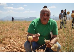Tunceli'de Dağ Sarımsağının Hasadı Yapıldı