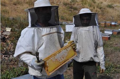 Tunceli’de doğal kır balının sağımı başladı galerisi resim 1