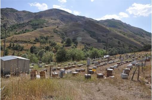 Tunceli’de doğal kır balının sağımı başladı galerisi resim 3