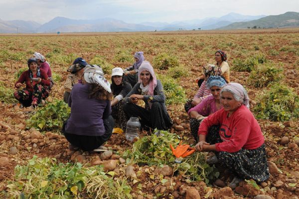 Tunceli'de organik fasulye hasadı galerisi resim 1