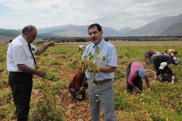 Tunceli'de organik fasulye hasadı galerisi resim 2