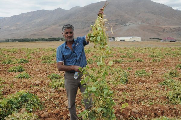 Tunceli'de organik fasulye hasadı galerisi resim 3