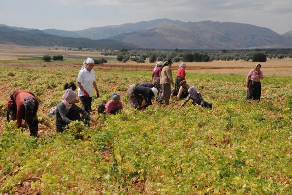 Tunceli'de organik fasulye hasadı galerisi resim 4