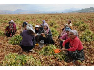 Tunceli'de organik fasulye hasadı