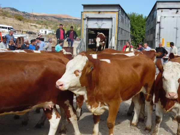 Düveler Çemişgezek’e Ulaştı galerisi resim 3