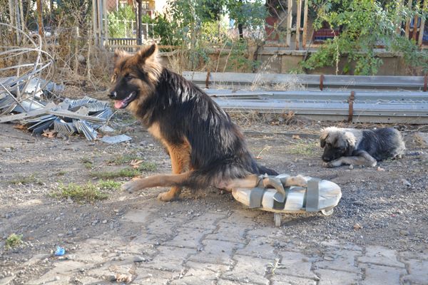 Beli kırılan köpeğe yürüteçli destek galerisi resim 2