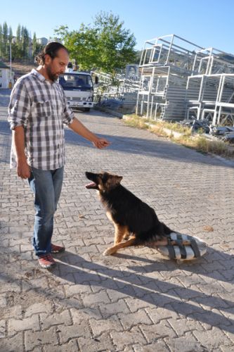 Beli kırılan köpeğe yürüteçli destek galerisi resim 3