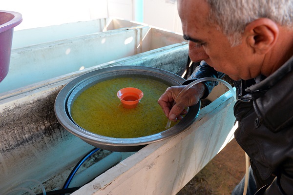 Tunceli kafes balıkçılığında iddialı galerisi resim 5