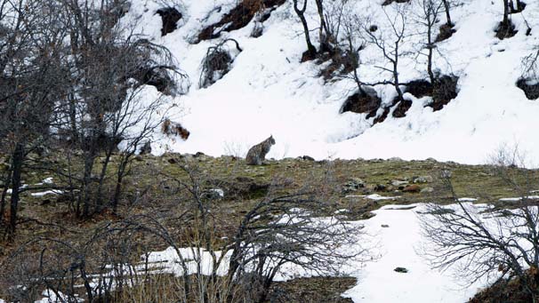 Vaşaklar, Mazgirt'te görüntülendi galerisi resim 3