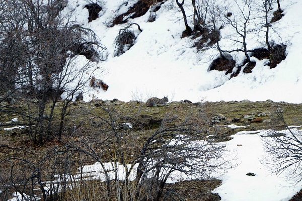 Vaşaklar, Mazgirt'te görüntülendi galerisi resim 6