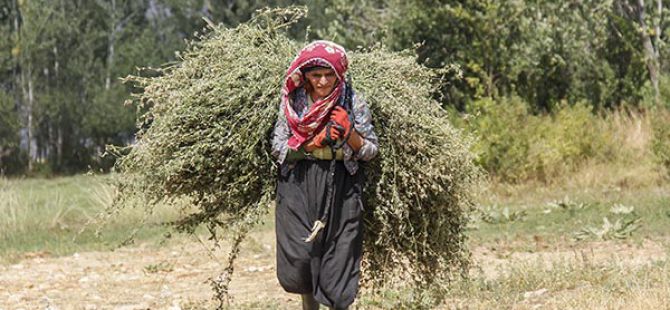 Besiciler zorlu kışa hazırlanıyor