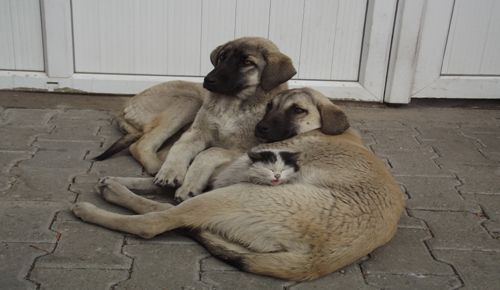 Kedi ve köpeğin şaşırtan dostluğu galerisi resim 1