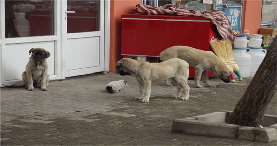 Kedi ve köpeğin şaşırtan dostluğu galerisi resim 2