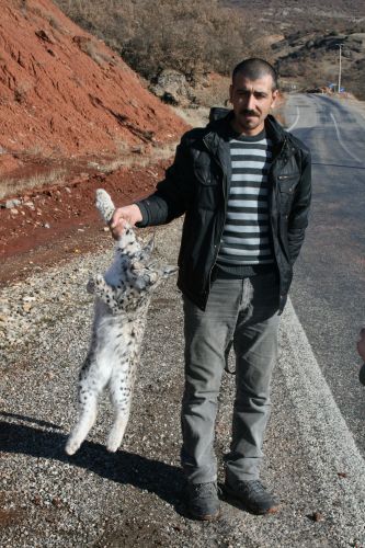 Aracın çarptığı vaşak öldü galerisi resim 1