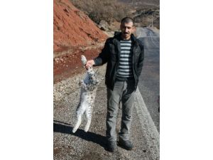 Aracın çarptığı vaşak öldü