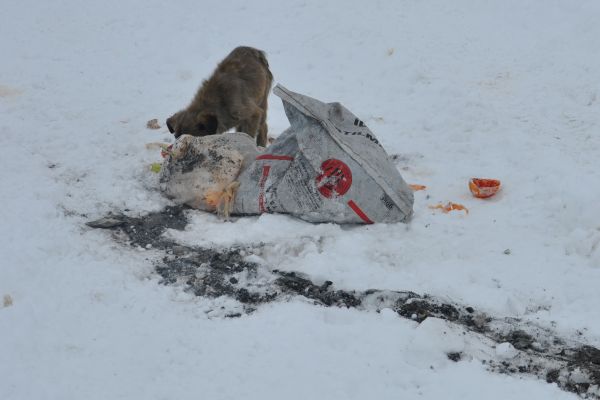 Kar yağışı Sokaktaki Hayvanları da Etkiledi galerisi resim 2